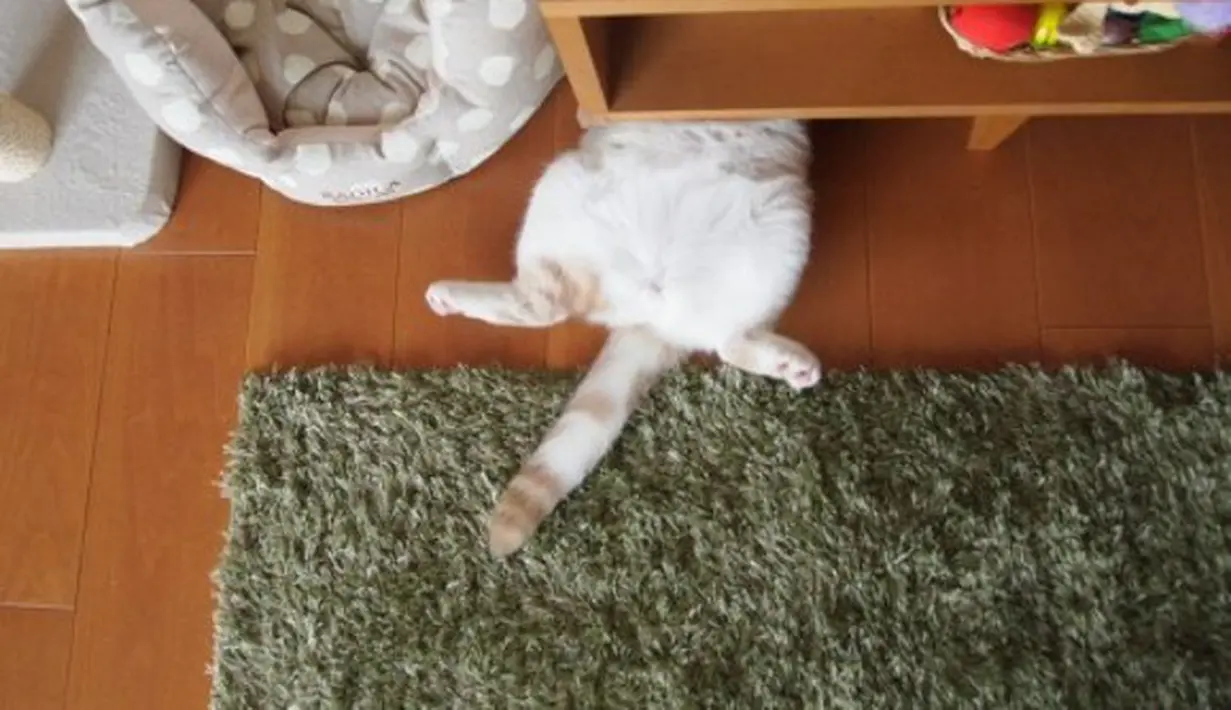 Intip Lucunya Tingkah Kucing Yang Gagal Bersembunyi