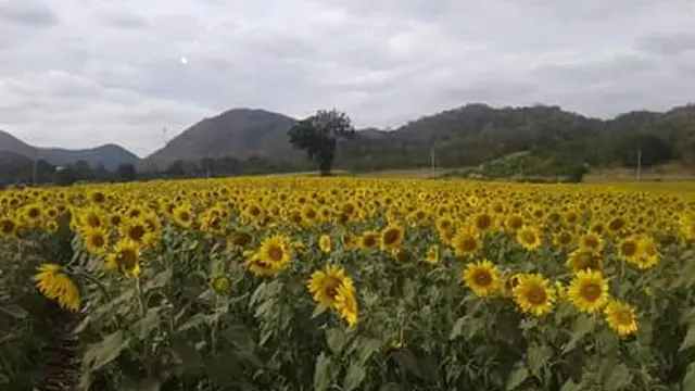 Padang Bunga Matahari Lopburi