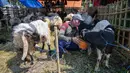 Seorang pedagang ternak memberi makan kambing di pasar ternak menjelang Idul Adha atau hari raya kurban bagi umat Muslim, di Surabaya, Jawa Timur, pada Rabu 20 Mei 2026. (JUNI KRISWANTO/AFP)