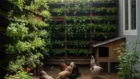 Cara Ternak Ayam Kampung dengan Sistem Kebun Organik: Hemat Biaya, Hasil Optimal