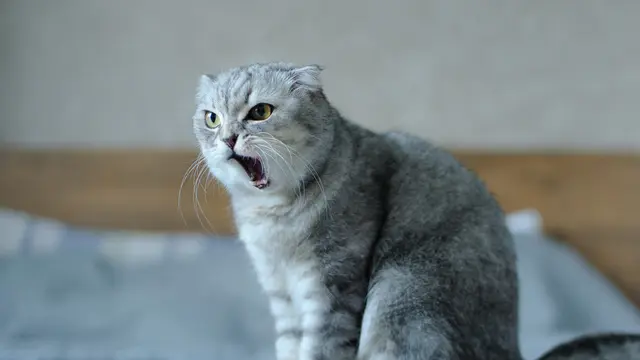 Punya Kucing Anti-Sosial? Ini Cara Bantu Anabulmu Jadi Lebih Bersahabat