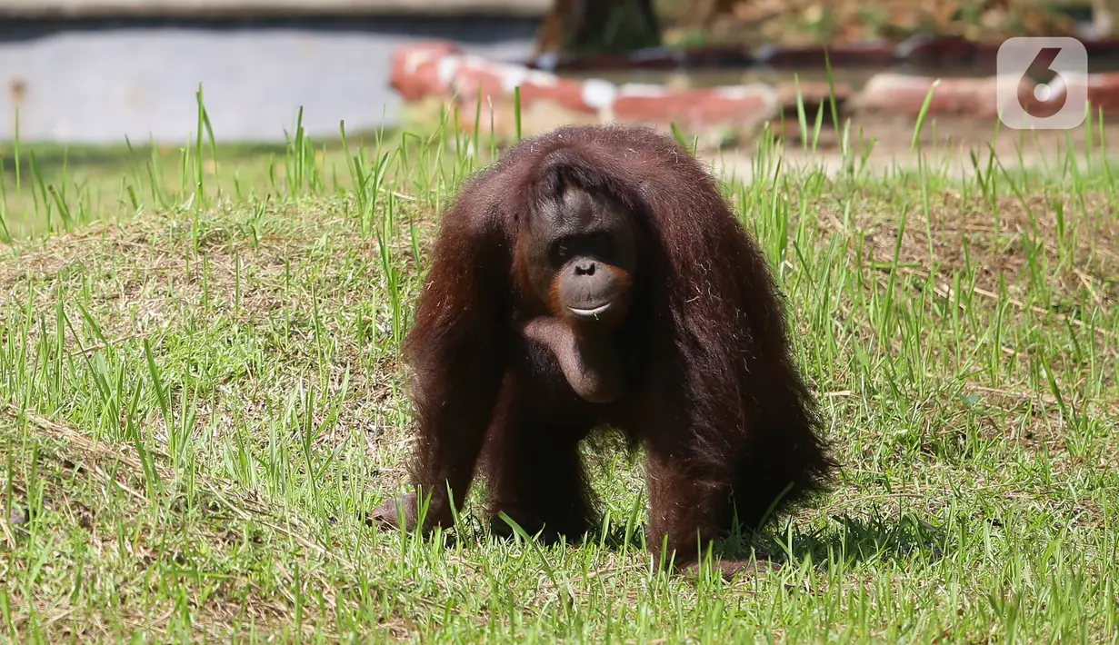 Orangutan yang menjadi salah satu penghuni Taman Margasatwa Ragunan terlihat di dalam kandangnya di Jakarta, Sabtu (20/6/2020). Ragunan mulai dibuka kembali untuk pengunjung pada Sabtu ini di masa PSBB transisi dengan pembatasan dan penerapan protokol kesehatan yang ketat. (Liputan6.com/Herman Zakha