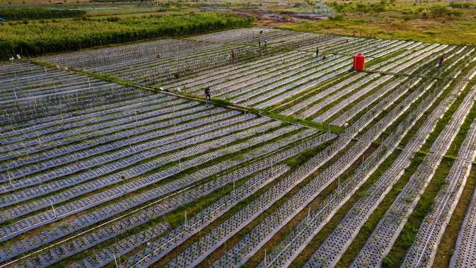 9 Transformasi Lahan Banjir Jadi Pertanian Berkelanjutan di Pidie Jaya
