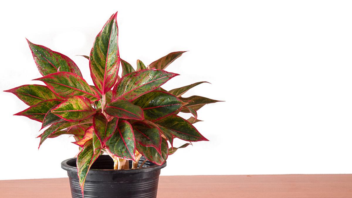 4 Manfaat Tanaman Sri Rejeki di Dalam Rumah, Bukan Sekadar Hiasan