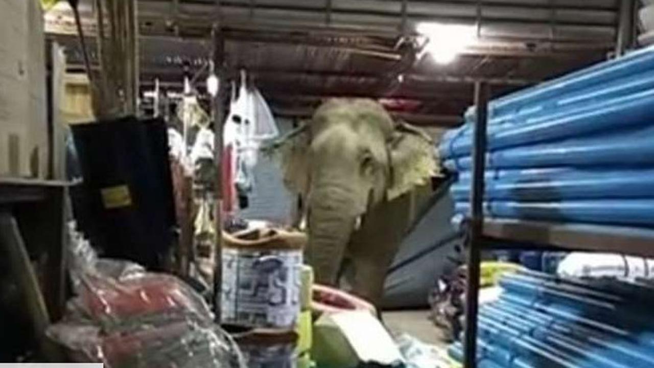 Tak Tahan Godaan Bau Durian, Gajah di Thailand Rampok Toko Warga
