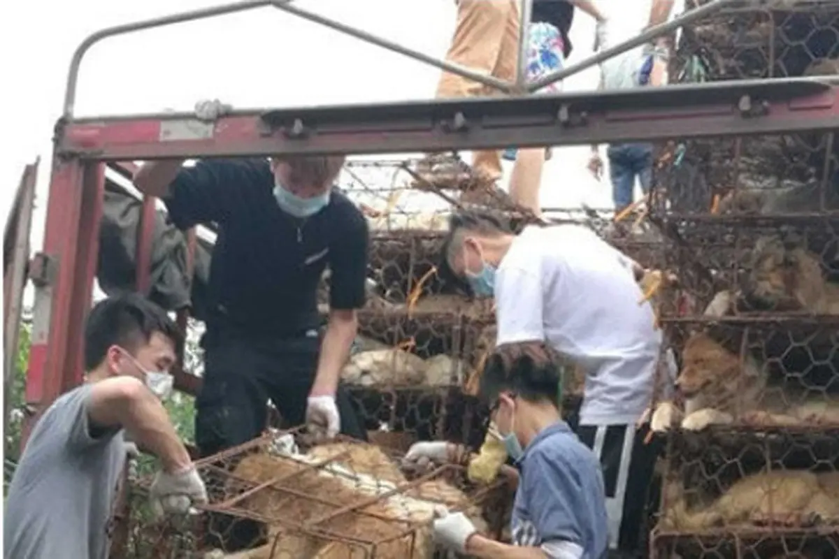 Aktivis Selamatkan 1200 Anjing yang Akan Dibantai di Festival 