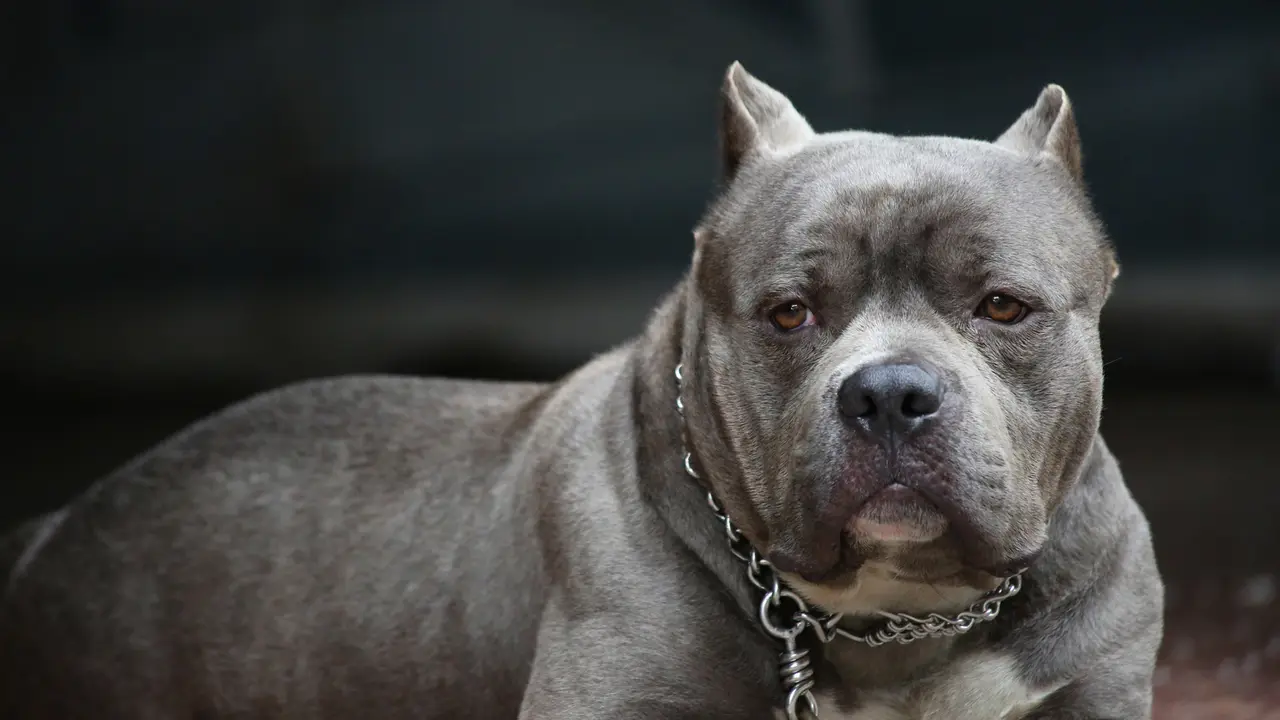 Anjing pitbull