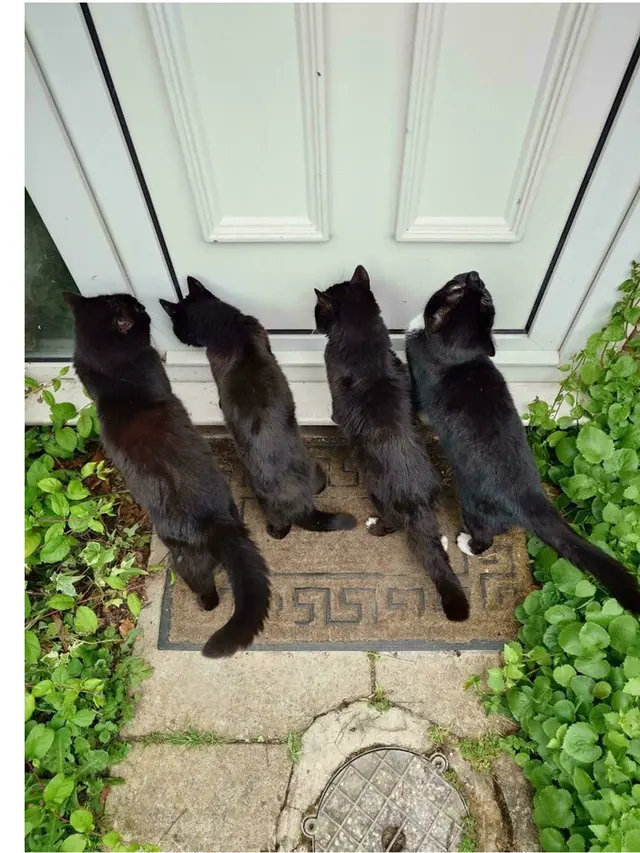 6 Potret Geng Kucing Lagi Kepo Tetangga, Kompak Melongok Pintu dan Jendela