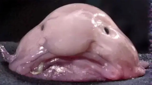 blobfish