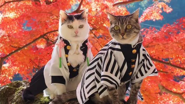 kucing cosplay