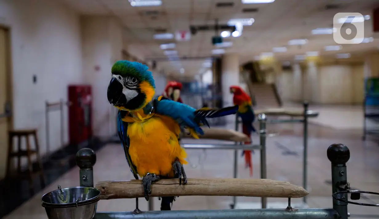 Burung beo bertengger pada kandangnya di WTC Mangga Dua, Jakarta, Kamis (28/11/2019). Maraknya toko online berimbas pada sepinya pusat perbelanjaan karena ditinggal pengunjung. (merdeka.com/Imam Buhori)