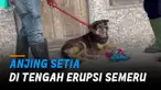 Kesetiaan binatang pada pengurusnya terjadi di tengah bencana erupsi Gunung Semeru.