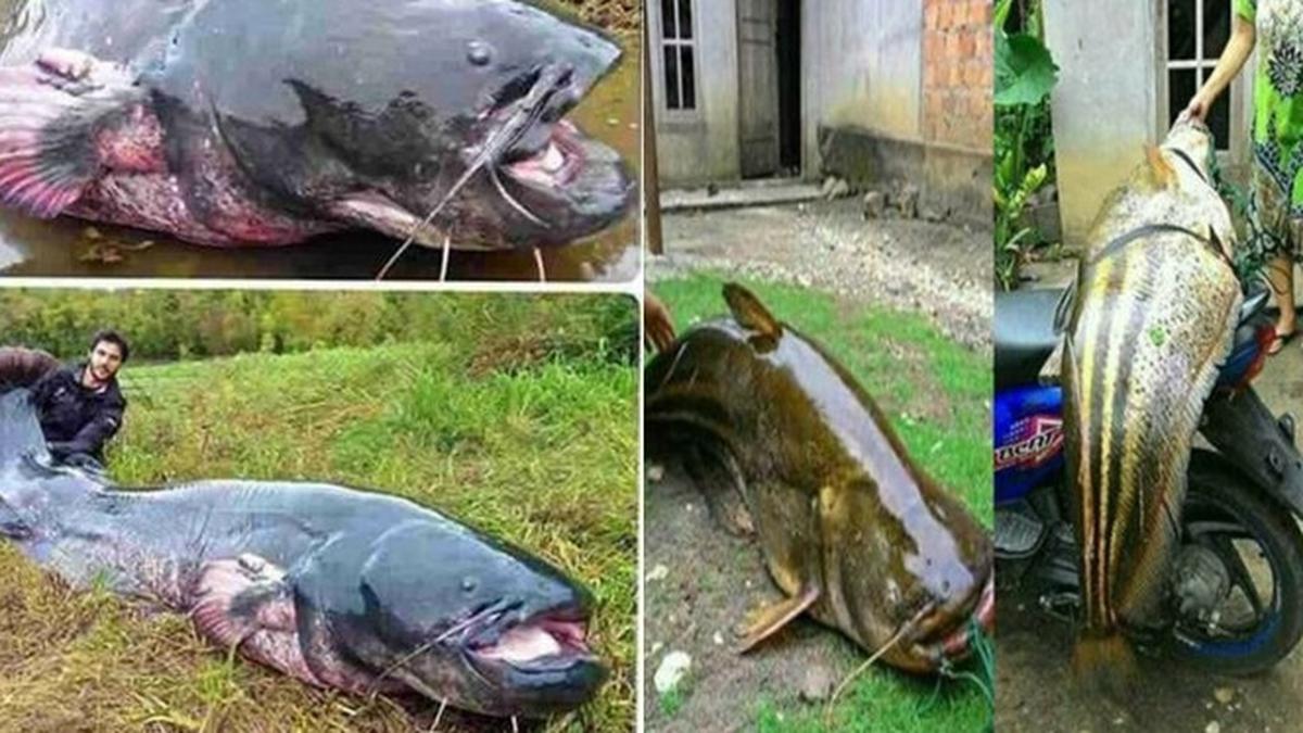 6 Rezeki Tak Terduga Dapat Ikan Lele Jumbo Saat Mancing Bikin Melongo