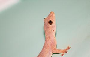 ilustrsi gambar cicak (sumber: Pixabay)