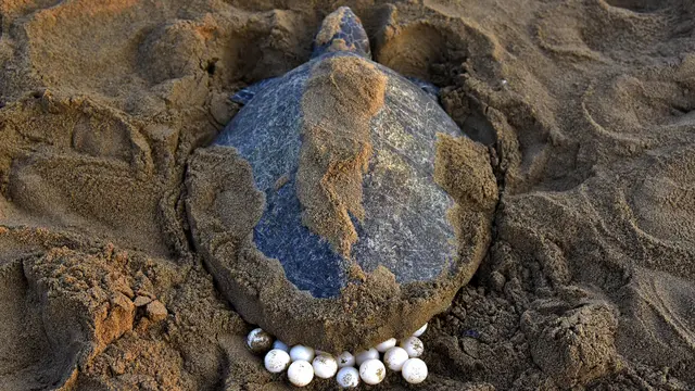 Ribuan Penyu Hijau Datangi Pantai di India-AFP Photo-20170216
