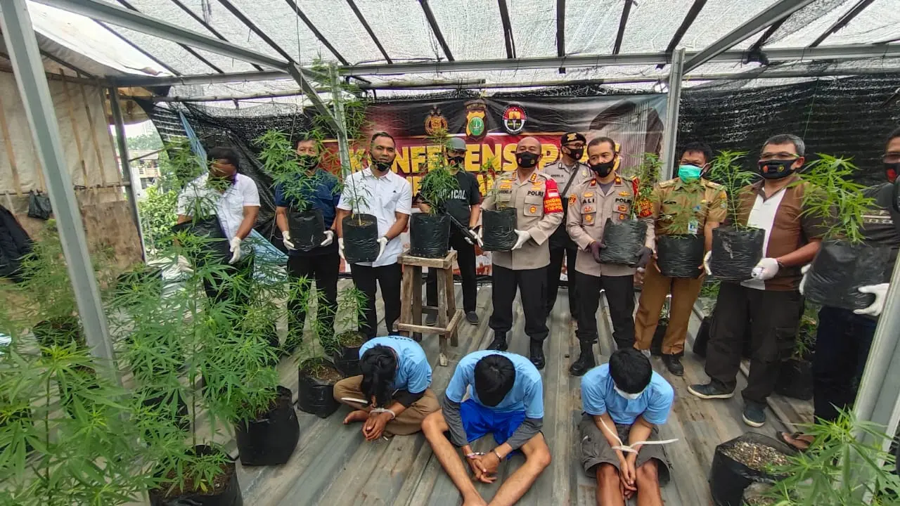 Polisi membongkar ladang ganja di lantai dua rumah warga di Tangerang