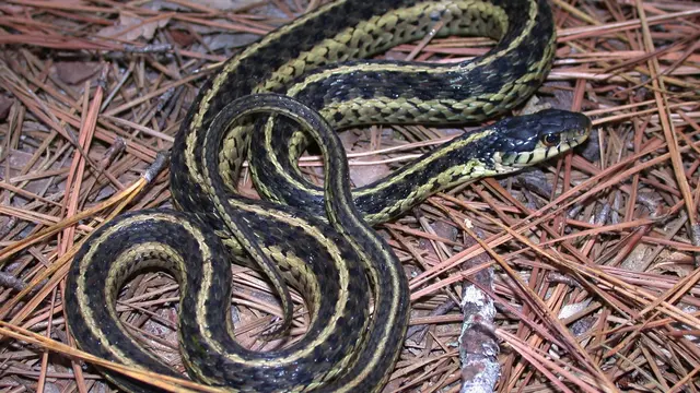 Yellow-bellied Sea Snake (Hydrophis platurus)