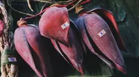 Tips Memilih Jantung Pisang yang Tidak Sepat, Kenali Ciri-Cirinya Sebelum Membeli