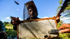Peternak mengumpulkan madu dari sarang lebah di sebuah peternakan di Navajas, Matanzas, Kuba, 21 Maret 2019. Lebah di pegunungan Matanzas menghasilkan madu berkualitas tinggi. (YAMIL LAGE/AFP)