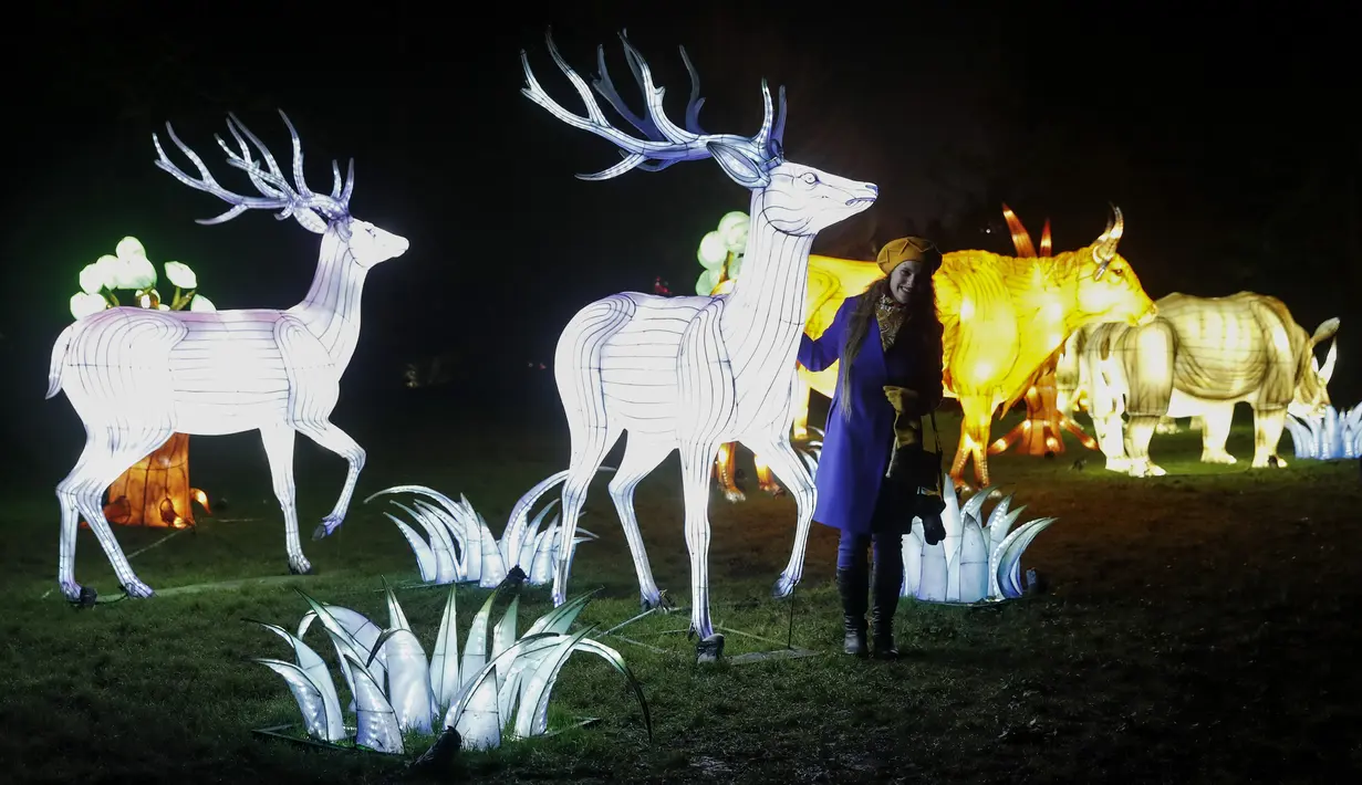 Seorang wanita berpose disamping instalasi cahaya rusa di Chiswick House and Gardens dalam acara resmi penyalaan Festival Lightopia (sesi pemotretan) di London, Inggris (21/1/2020). Lightopia dibuka untuk umum dari 22 Januari hingga 1 Maret. (Xinhua/Han Yan)