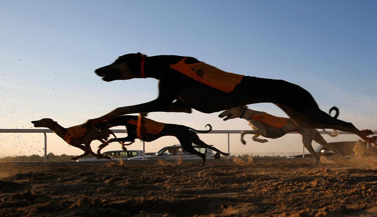 PHOTO Balap Anjing  Saluki Meriahkan Festival Unta di Abu 
