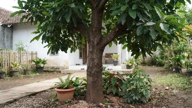 Ciri Alpukat Siap Berbuah