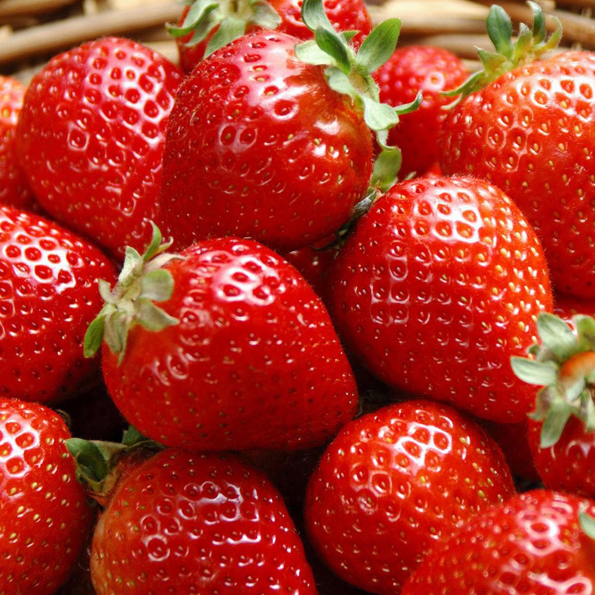 Strawberry berkembang biak dengan