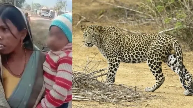 Selamatkan Anaknya, Wanita Ini Duel Lawan Macan Tutul dengan Tangan Kosong
