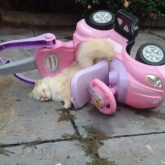 6 Lokasi Kucing Tidur Ini Tidak Biasa, Bikin Geleng Kepala