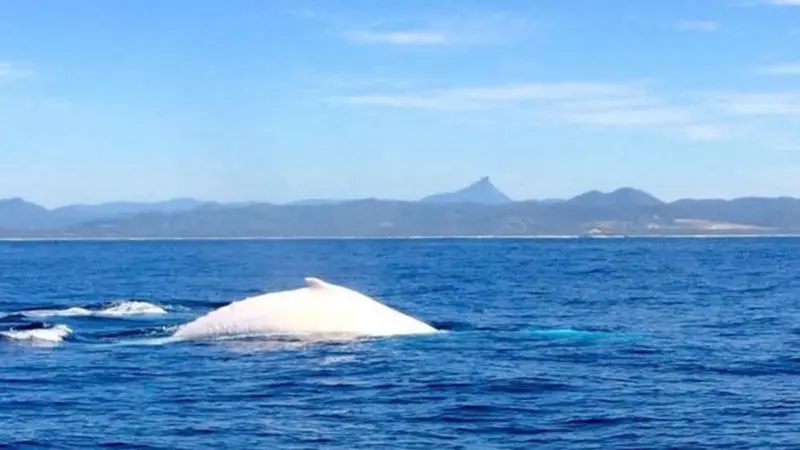 Paus bungkuk putih di perairan Australia. (Alison Reid/BBC)