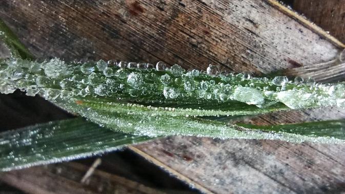 Embun es Dieng atau bun upas muncul pada musim hujan, Sabtu pagi, 18 Januari 2010. (Foto: Liputan6.com/Aryadi Darwanto untuk Muhamad Ridlo)