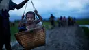 Seorang anak etnis Rohingya dari Myanmar dibawa dengan menggunakan keranjang ketika melewati sawah untuk menyebrang ke perbatasan Bangladesh, wilayah Teknaf yang berada di distrik Cox's Bazar, 1 September 2017. (AP Photo/Bernat Armangue)