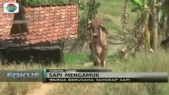 Khawatir masuk ke pemukiman warga, polisi tembak mati sapi yang mengamuk di Subang, Jawa Barat.