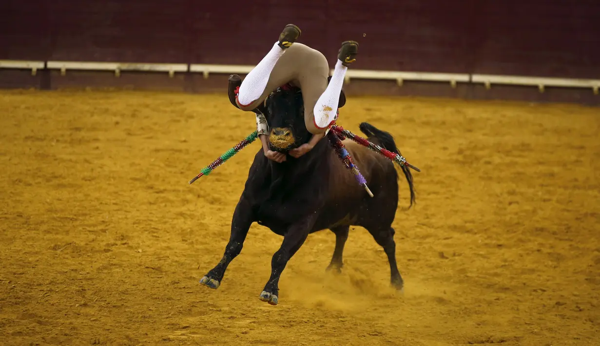 Seorang anggota kelompok Ribatejo Forcados, Monsaraz terlihat memegang kepala banteng di arena adu banteng Campo Pequeno, Lisbon, Portugal, Kamis (9/7/2015). Peserta hanya menggunakan tangan kosong untuk menaklukan banteng. (REUTERS/Rafael Marchante)