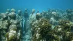 Uniknya museum bawah laut MUSA di lepas pantai Cancun di Mexico.