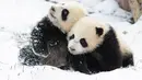 Dua ekor panda raksasa asyik bermain usai salju turun di Pusat Konservasi dan Penelitian Panda Raksasa China basis Shenshuping di Cagar Alam Nasional Wolong, Provinsi Sichuan, China (17/12/2020). Cagar Alam ini merupakan kawasan perlindungan di Kabupaten Wenchuan. (Xinhua/Jiang Hongjing)