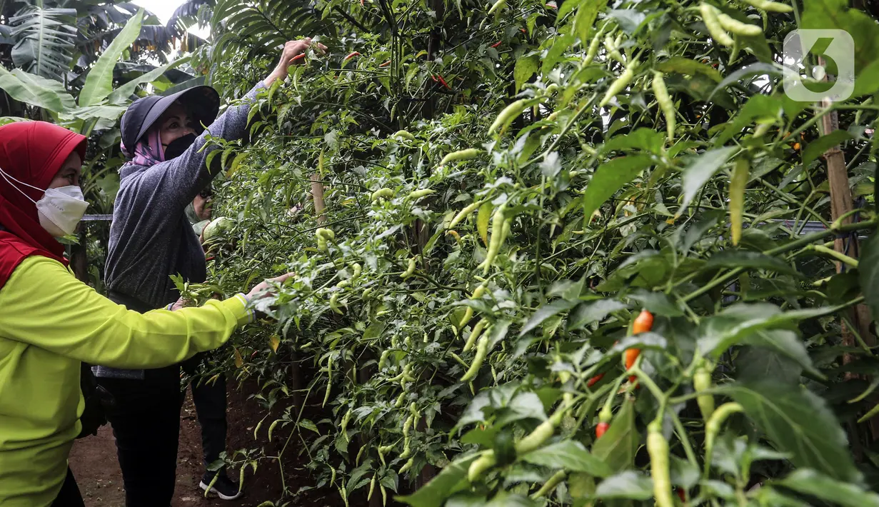 Warga memanen hasil pertanian di Susia Garden, Kalibata, Jakarta, Sabtu (12/2/2022). Berawal dari hobi berkebun, Susiawan Tari (68) manfaatkan lahan sengketa tak produktif untuk menanam beragam jenis sayuran dan buah berkonsep agro edukasi dan pusat kegiatan lingkungan. (Liputan6.com/Johan Tallo)
