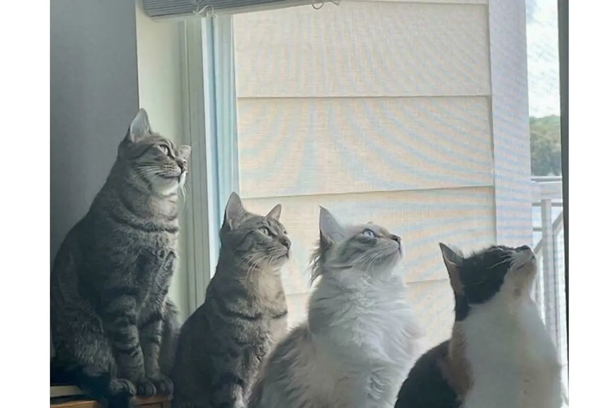 6 Potret Geng Kucing Lagi Kepo Tetangga, Kompak Melongok Pintu dan Jendela