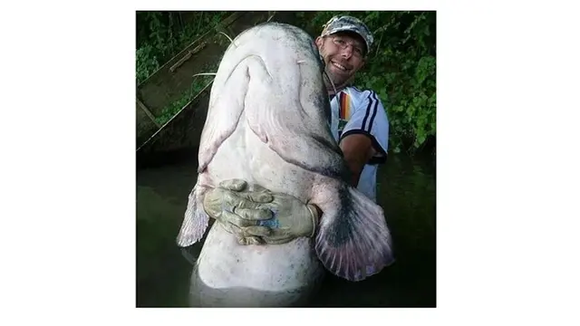 6 Rezeki Tak Terduga Dapat Ikan Seukuran Tubuh Manusia Ini Bikin Melongo