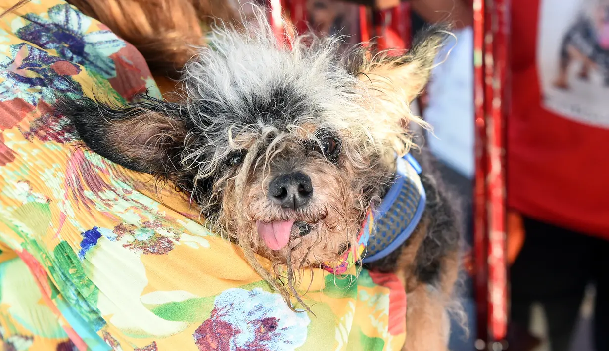 Seekor anjing terrier bernama Scamp the Tramp dinobatkan sebagai pemenang kontes Anjing Terjelek di Dunia atau World's Ugliest Dog di Petaluma, California, AS pada 21 Juni 2019. Tujuan dari kompetisi ini untuk menyadarkan masyarakat dan mempromosikan program adopsi. (JOSH EDELSON/AFP)