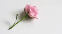 Wewangian Mawar nan Unik untuk Perempuan Feminin