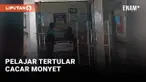 Cacar Monyet