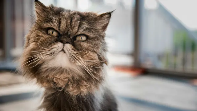 Persian Cat