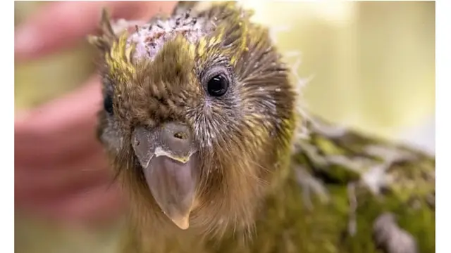 Espy 1B, Beo Kakapo yang Dioperasi