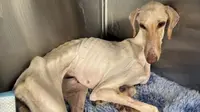 Kisah Anjing Kurus Ditemukan di Jalan Ini Bikin Pilu, Tubuhnya Banyak Luka