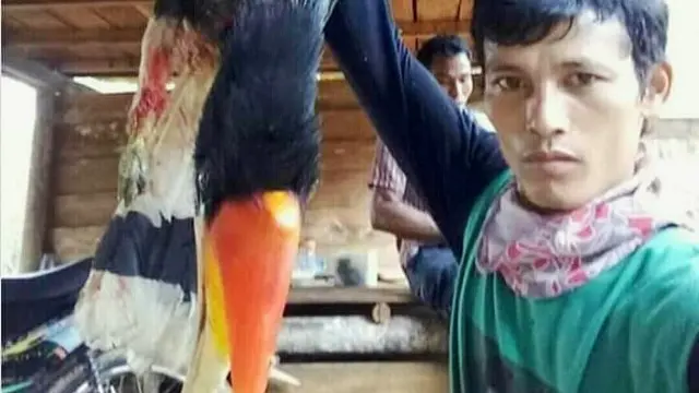 Pelaku pembantai burung rangkong sempat viral di media sosial