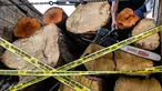 Polisi menyita gergaji mesin dari truk yang mengangkut kayu ilegal dari hutan lindung di Banda Aceh pada Rabu 27 Agustus 2025. (CHAIDEER MAHYUDDIN/AFP)