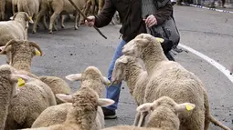 Seorang gembala mencoba mengendalikan domba yang memisahkan diri dari kawanannya di  Madrid, Spanyol, Minggu (23/10/2022). Para penggembala menghidupkan kembali tradisi nenek moyang memindahkan kawanan ternak dari dataran tinggi yang sejuk di musim panas ke padang rumput musim dingin di dataran rendah. (AP Photo/Paul White)