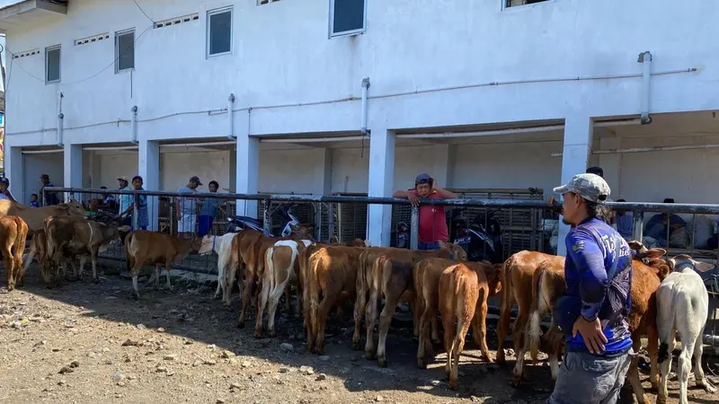 Ratusan ekor sapi diperjual belikan di pasar hewan Glenmor Banyuwangi (Istimewa)