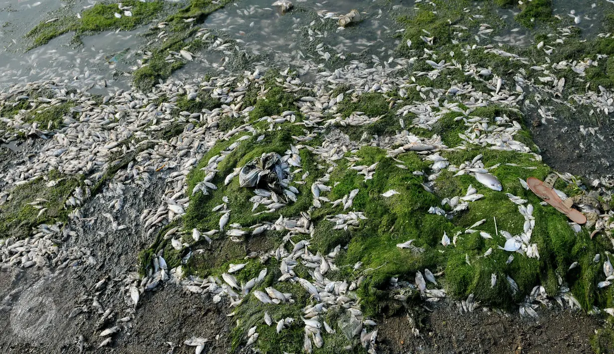 Ribuan ikan mati di sepanjang reklamasi pantai Ancol, Jakarta (30/11/2015). Ribuan ikan yang mati dan terdampar di pantai ini diduga akibat tercemar limbah industri. (Liputan6.com/Gempur M Surya)